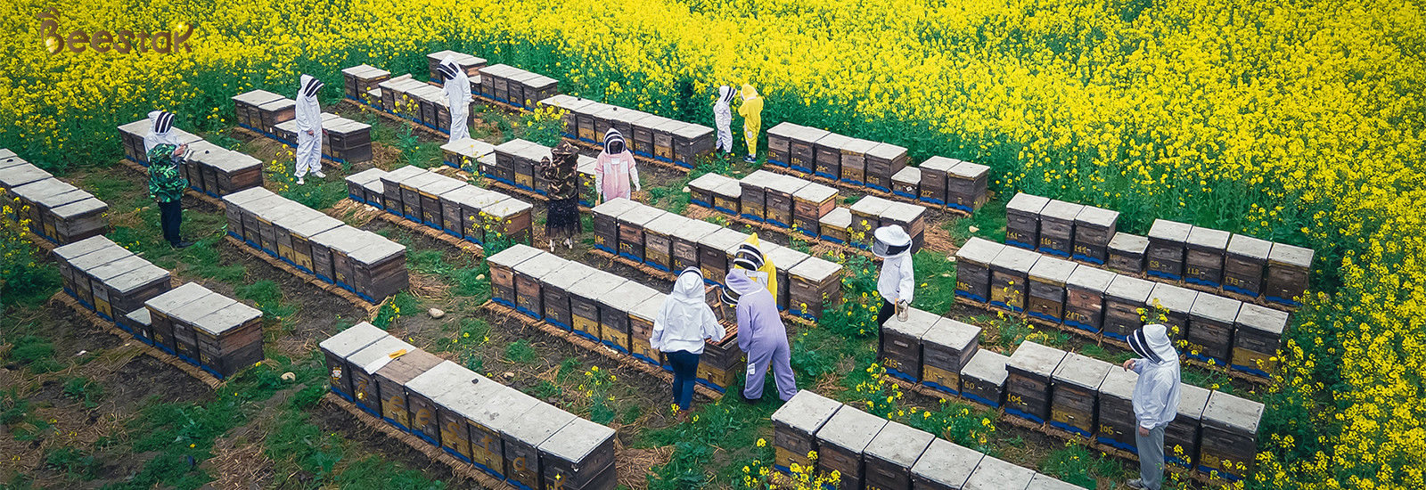 Qualität Natürlicher Bienen-Honig usine