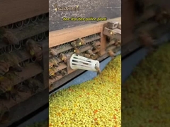 Großhandel 100% natürlicher Bienenhonig