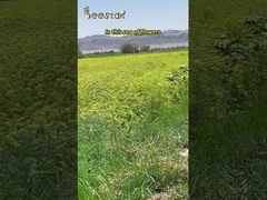 Reiner Naturhonig MGO100+ Natur Manuka Honigbienenprodukt 290kg aus Neuseeland