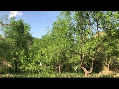 10,8% 10-HDA Bio Frisch Königliche Gelee Natürliches Hellgelb