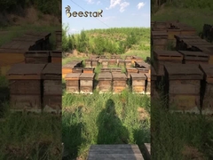 10,4% 1,6% 10-HDA Natrual Frische Royal Jelly Bienenprodukte Honig