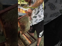 Reines, frisches, natürliches Bienenprodukt aus Rübenpollen zur Bienenzucht