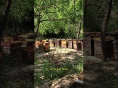 UMF15+ Natürlicher Bienenhonig Pure Neuseeland Manuka Honig MGO550+ gesundheitliche Lebensmittel 250g