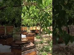 20,2% 10-HDA Bio Frische Königliche Gelee Natürliche Bienen Honig Königliche Gelee