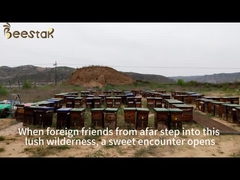 Beestar frischer natürlicher Ciderhonig ohne Zusatzstoffe natürliche Bienenhonig roher Honig für die Gesundheitsversorgung