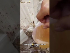 Großkörnige Vergewaltigungspollen Honig Rohbienenpollen für Menschen und Bienen