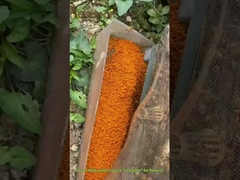 Großkörnige Vergewaltigungspollen Honig Rohbienenpollen für Menschen und Bienen