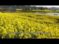 Gelbbrauner Mais reiner Rohbienenpollen für Bienenzuchtbetriebe