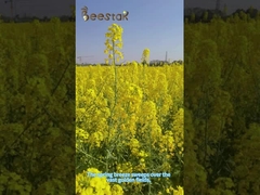 Schale Bruch Kieferpollenpulver Frische Natur Blassgelb