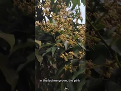 Natürlicher Bienenhonig