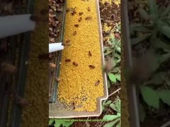 Wissen Sie, woher Bienenpollen kommt? Es ist ein Schatz, den Bienen aus den Blumen 