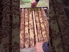 Biologische Frische Königliche Gelee Natürliche reine Lebensmittelqualität