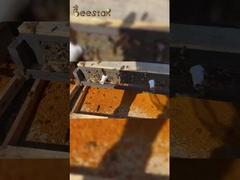 2025 heiß verkaufter, hochwertiger, großkörniger, reiner Bienenpollen