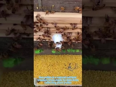 Bienensaft ist ein natürlicher Schatz an Nährstoffen und ein wichtiges Gesundheitsprodukt für gesunde Menschen.