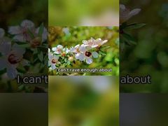 Natürlicher Bienenhonig 250g Bio-Honig reiner, roher Manuka-Honig aus Neuseeland Natürlicher Bienenhonig