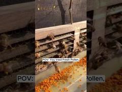 Kundenspezifisches, hochwertiges, rohes, frisches Bienenpollen-Bienen-Vitamine, neue, frische, natürliche Bienenprodukte