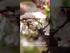 Reiner Rohhonig von 100% reiner natürlicher Bienenhonig, köstlicher Honig ist schwer gewonnen