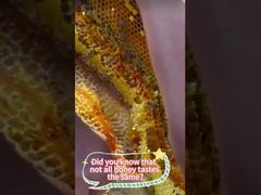 Handbetriebenes Honigschleudern kann die Nährstoffe und den ursprünglichen Geschmack von Honig besser bewahren.