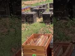 Danken Sie den fleißigen Bienen für die Herstellung des reinsten Honigs für uns.