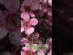 Manuka-Honig ist nicht nur ein Süßungsmittel, sondern bietet dem Körper viele Vorteile