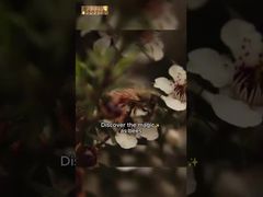 500 g UMF10+ reiner Manuka-Honig Manuka Natur Bienenhonig reiner Rohhonig