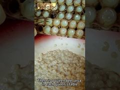 Bienenprodukt hoher 10-HDA Gehalt Bio-Frisch-Gelée Royale Reines Frisch-Königinnenfutter