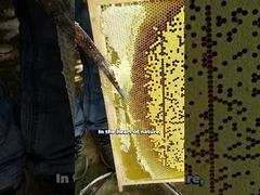 Großhandel ansehen 100% natürlicher Bienenhonig Reiner Rohhonig Hohe Qualität Demo