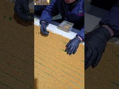 Ein genauerer Blick: Maßgeschneiderte, rohe, frische Tee-Bienenpollen, Bienen-Vitamine, neue, frische, natürliche Bienenprodukte