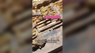 Wissen Sie, wie Propolis, das als „lila Gold“ bekannt ist, gewonnen wird?