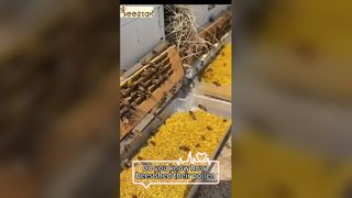 Wissen Sie, wie Bienenpollen von den Beinen einer Biene fallen?