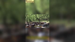 Der Bienenstand bietet eine Szene vollkommener Harmonie.