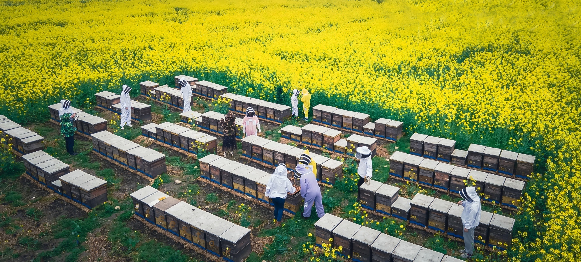 Qualität Roher Bienenpollen Fabrik