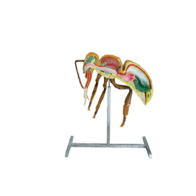 kaufen Bienenzucht bearbeitet Höhenbienen-Anatomiemodell der Imkerei-Ausrüstungs-60cm 110cm on-line-Fertigung